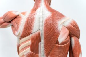 Muscle Fascia